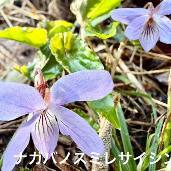 ナガバノスミレサイシン（長葉の菫細辛)
              スミレ科スミレ属