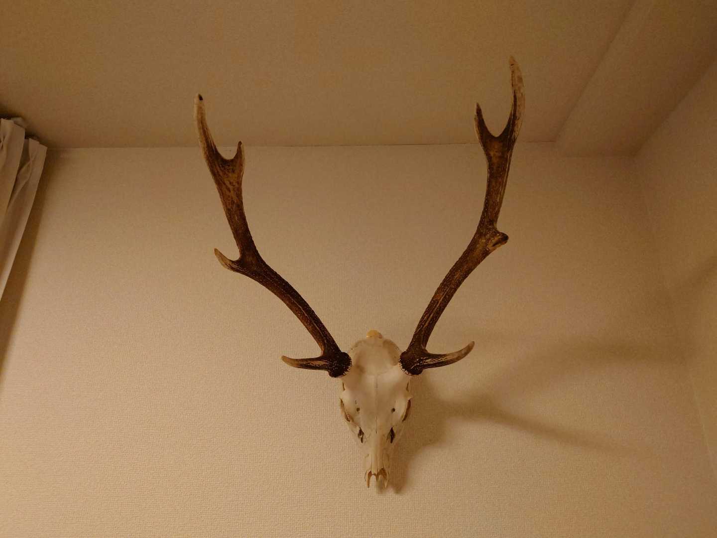 先日の白鳥山で拾った角付きの鹿の頭蓋骨、 / ちゃんすさんの
