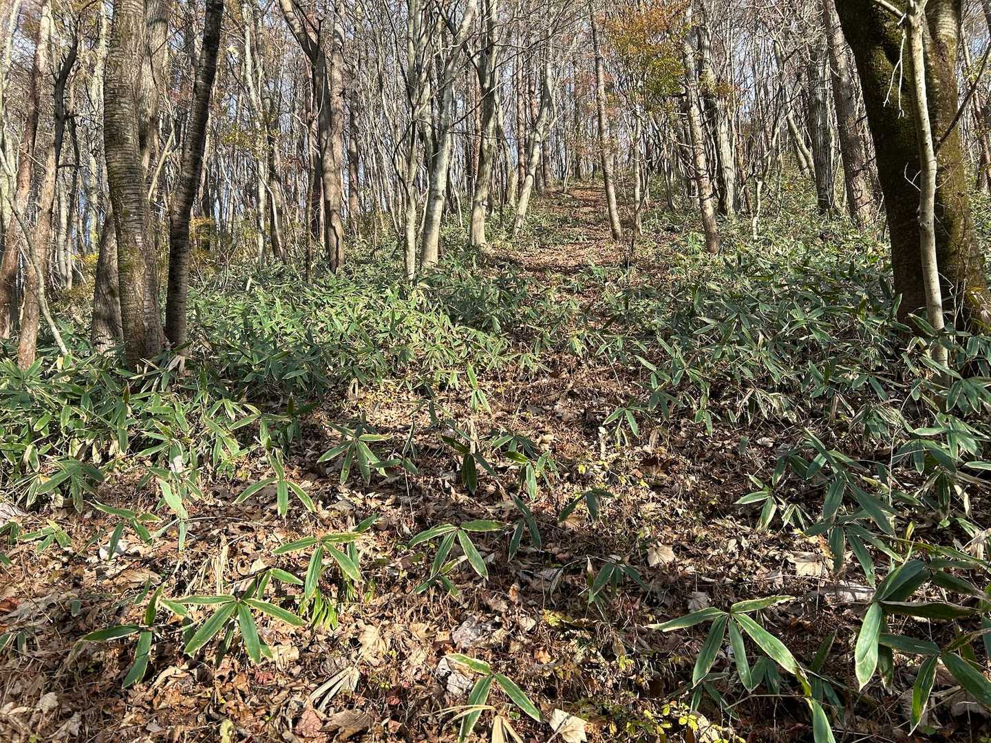 写真ではわかりにくいですが、山頂まで急坂。非常に滑りやすい