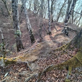 登山道に木が鎮座しているから崖の横をすり抜けないと…😥