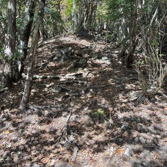 最後のひと登りがまたしてもかなり急
奥多摩三大急登って百本くらいあるよね