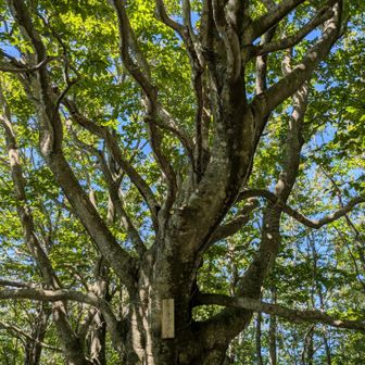 千手ブナ🌳なるほど立派🤔