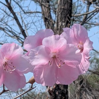 ヤシオツツジのアップ