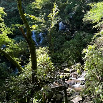 鷹巣山への登りから、飛龍の滝を振り返って。