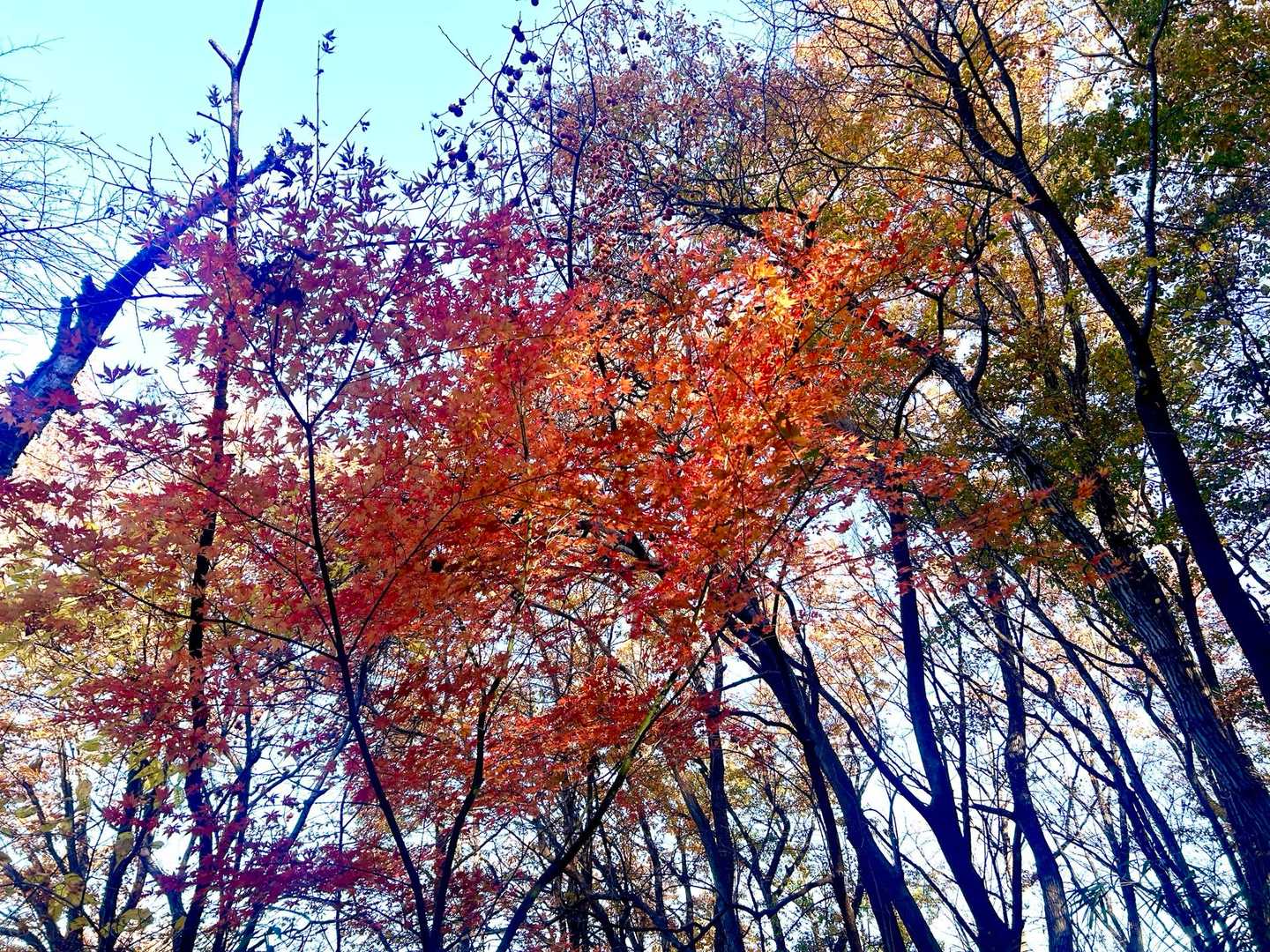 🍁赤いのみっけ❣️😊😊