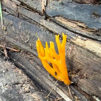 とても小さいニカワホウキタケ
七海⭐︎ちゃんが見つけた。
このキノコ、見たかったんだよね〜