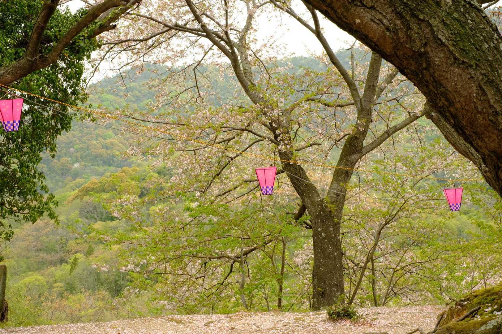 塔の峰登り口-大平山登り口-大平山-狗山-明神山-行者山登 周回コースの写真