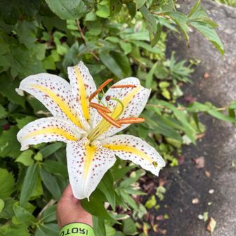 手と比べると、ヤマユリのデカさが分かりますね