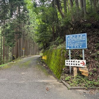 やっと林道