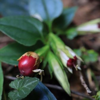 ツルリンドウ🍒が可愛いね！