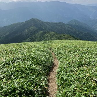 これから下山。笹原を歩く