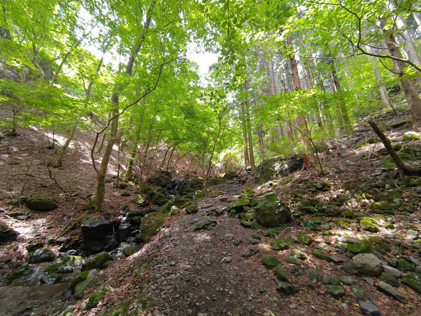 この後、山頂まであと少しというところで雷雨に遭遇⚡🌧️ 
安全を考え、山頂直前でUターンしました↩️
（雨が激しくなり、スマホの水没が心配で写真を撮る余裕もなく…。 ここから先の写真はありません💦）