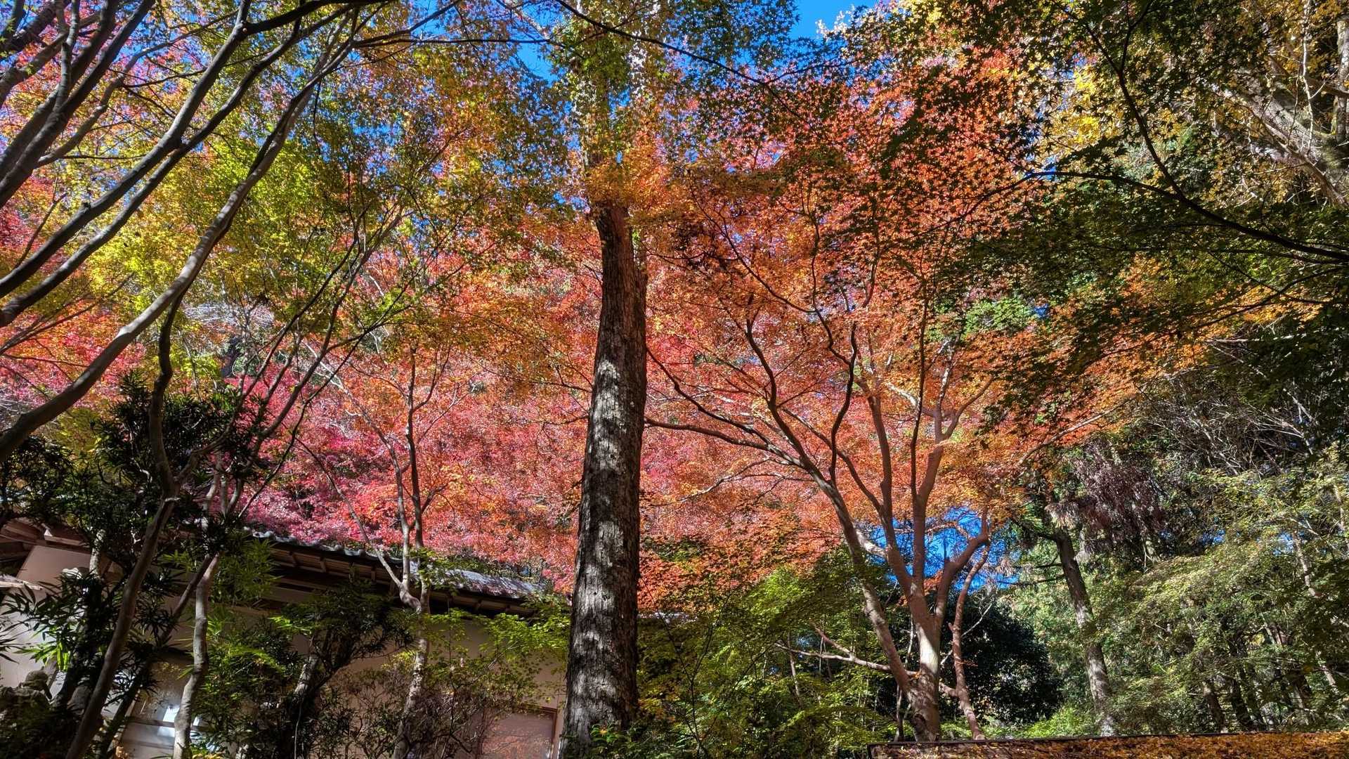 祐泉寺の紅葉