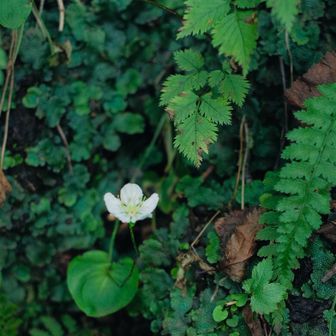 ウメバチソウが登山道を飾ってくれてた