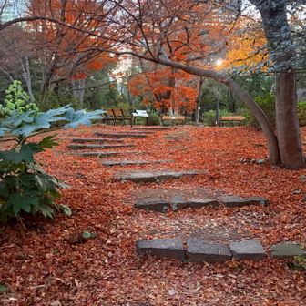 つつじ山だけど紅葉もきれいね