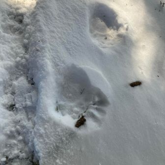 熊の足跡🐾と思ったけど、フォロワーさんの情報により、クロアナグマらしいです。雪の上だから今朝⁉️