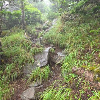霧雨で岩がテカテカ✨