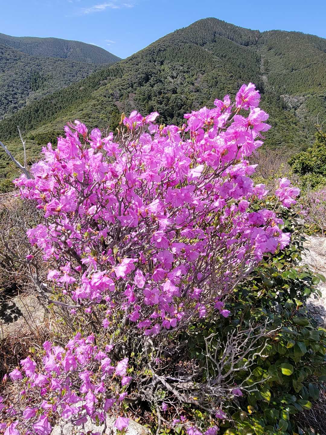 清水山-有明山 周回コースの写真