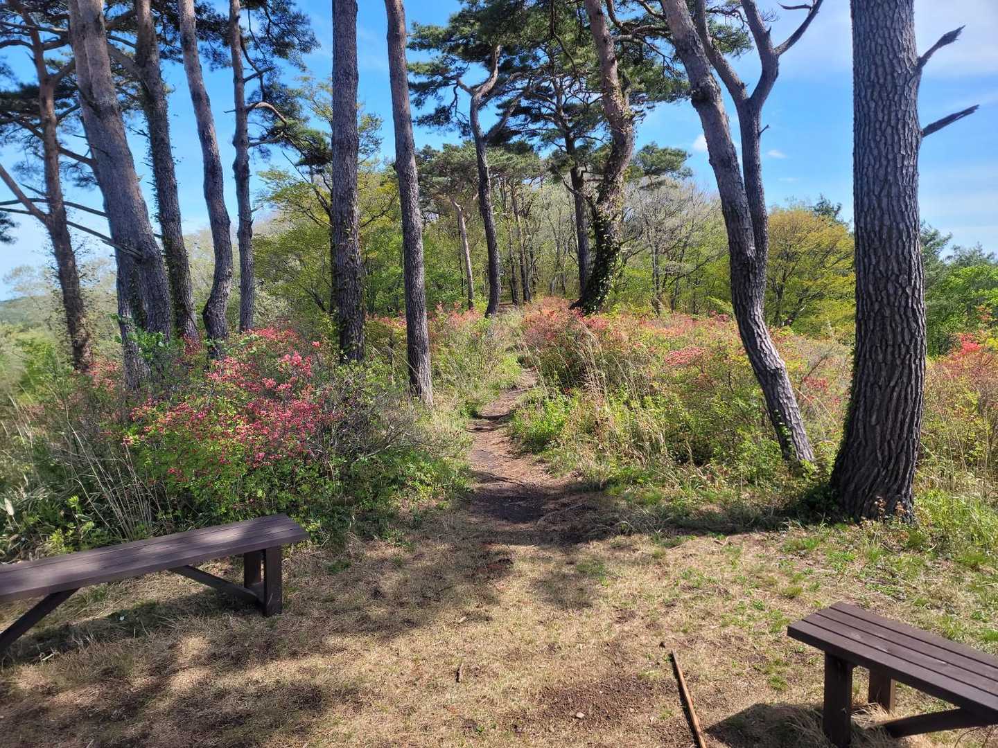 朝日山登山道西入口-朝日山 往復コースの写真