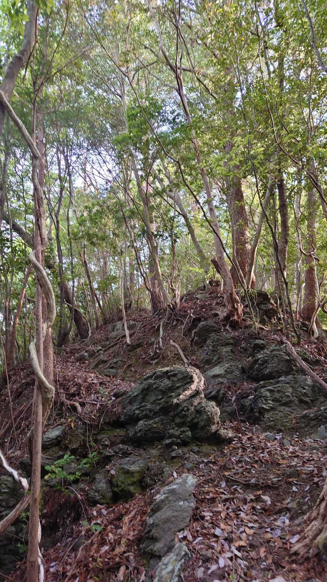 狭くて、とても歩きにくい登山道を登って行きます。
