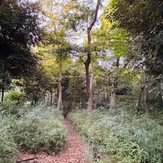 土道もある
鬱蒼としてていい感じ