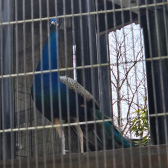 インドクジャク