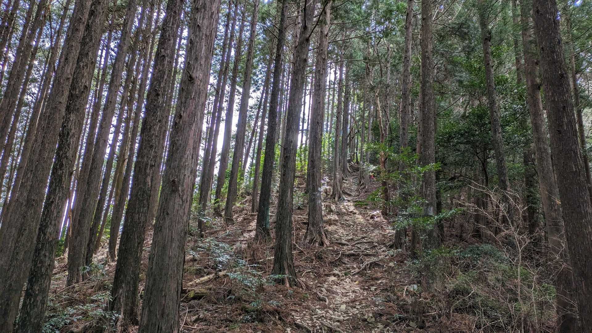 神尾山取付き-神尾山-経塚山 往復コースの写真
