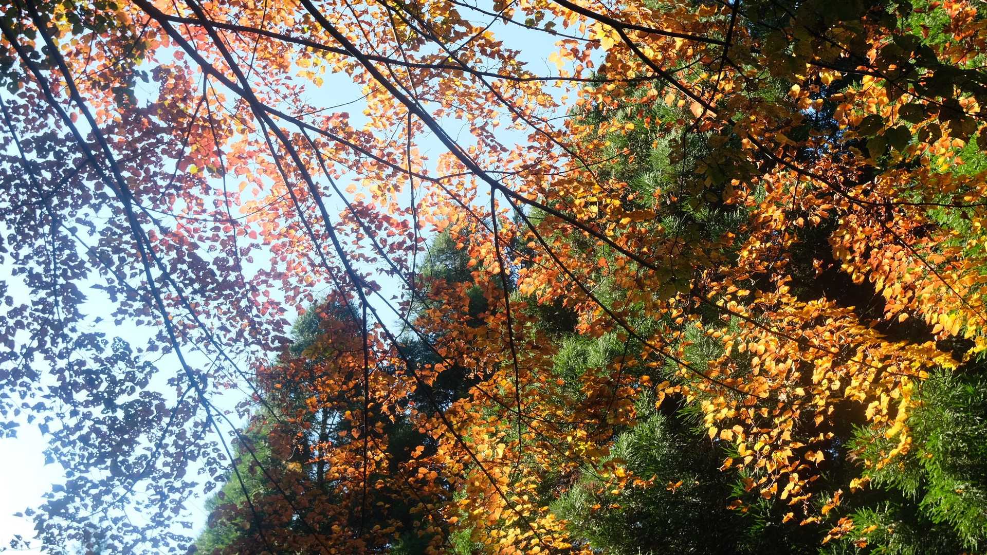 紅葉が美しく天気も良い。
テンションあがる。