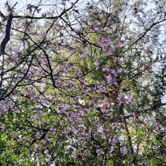 ミツバツツジも咲き始め💕