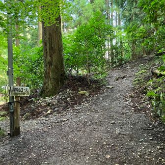ここから登山道へ