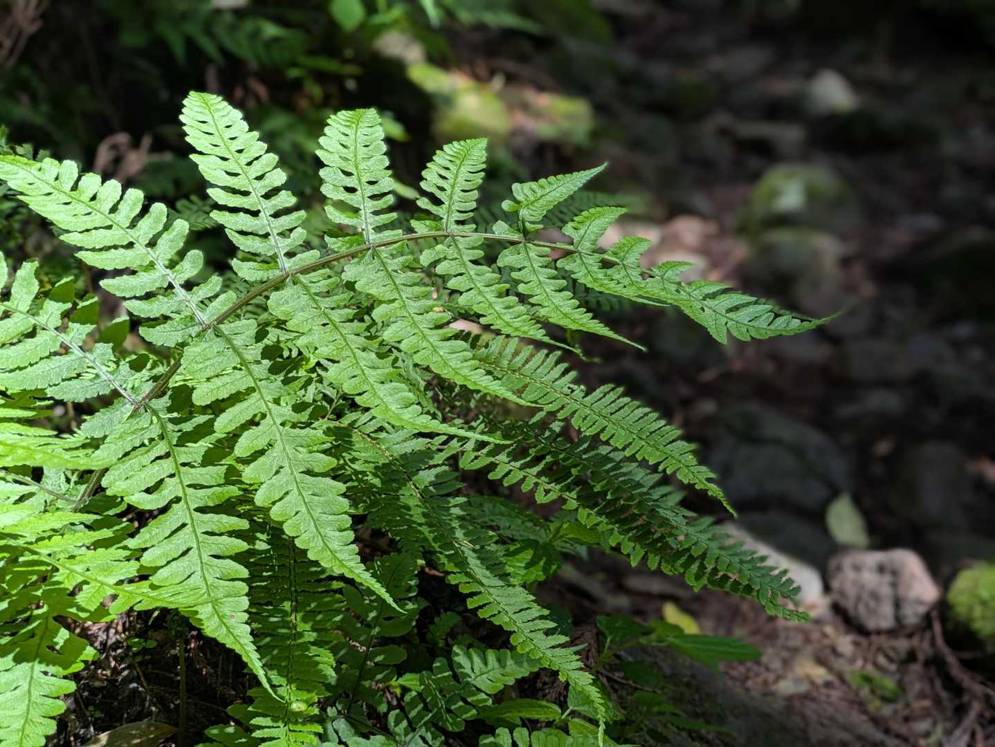 シダ植物がいい感じ