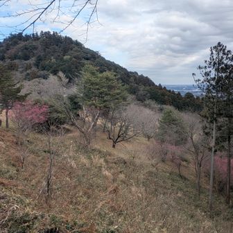 梅が咲いてます