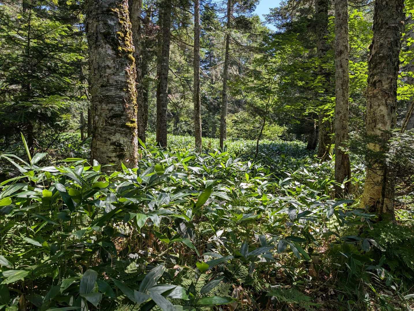 かなり森林浴ができました🌲🌳