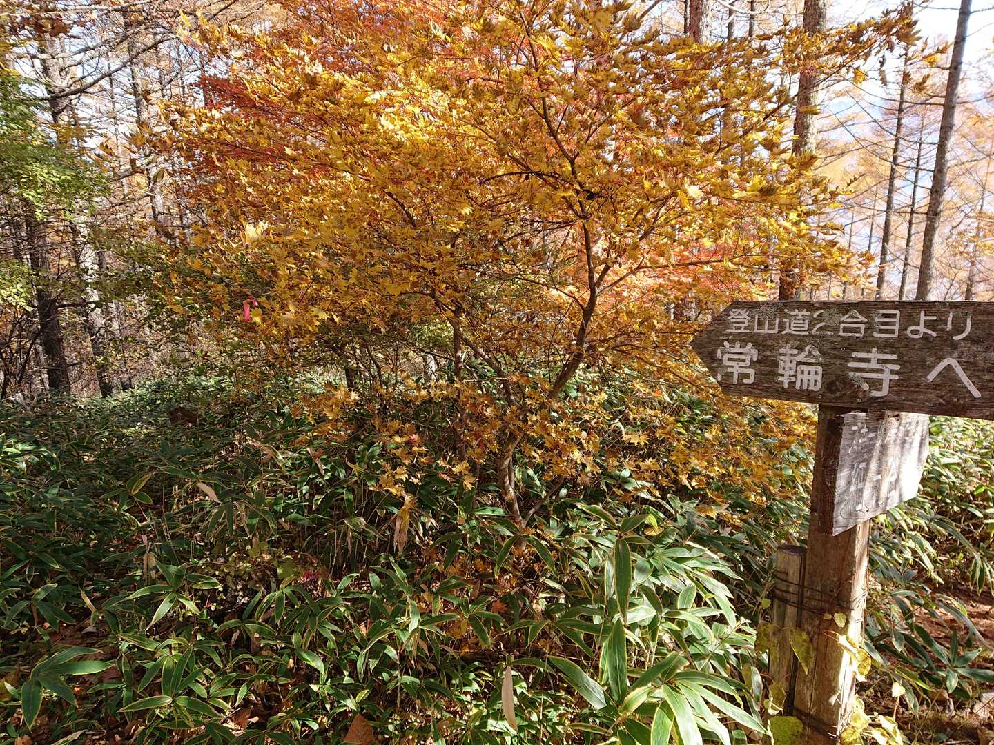分岐。ここの木もいい色です🍂