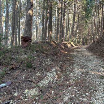 林道が…