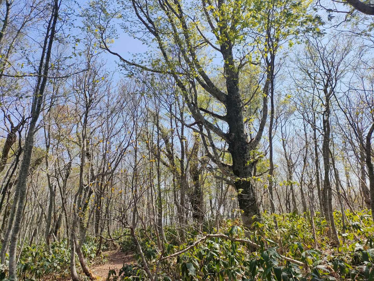 新緑と青空