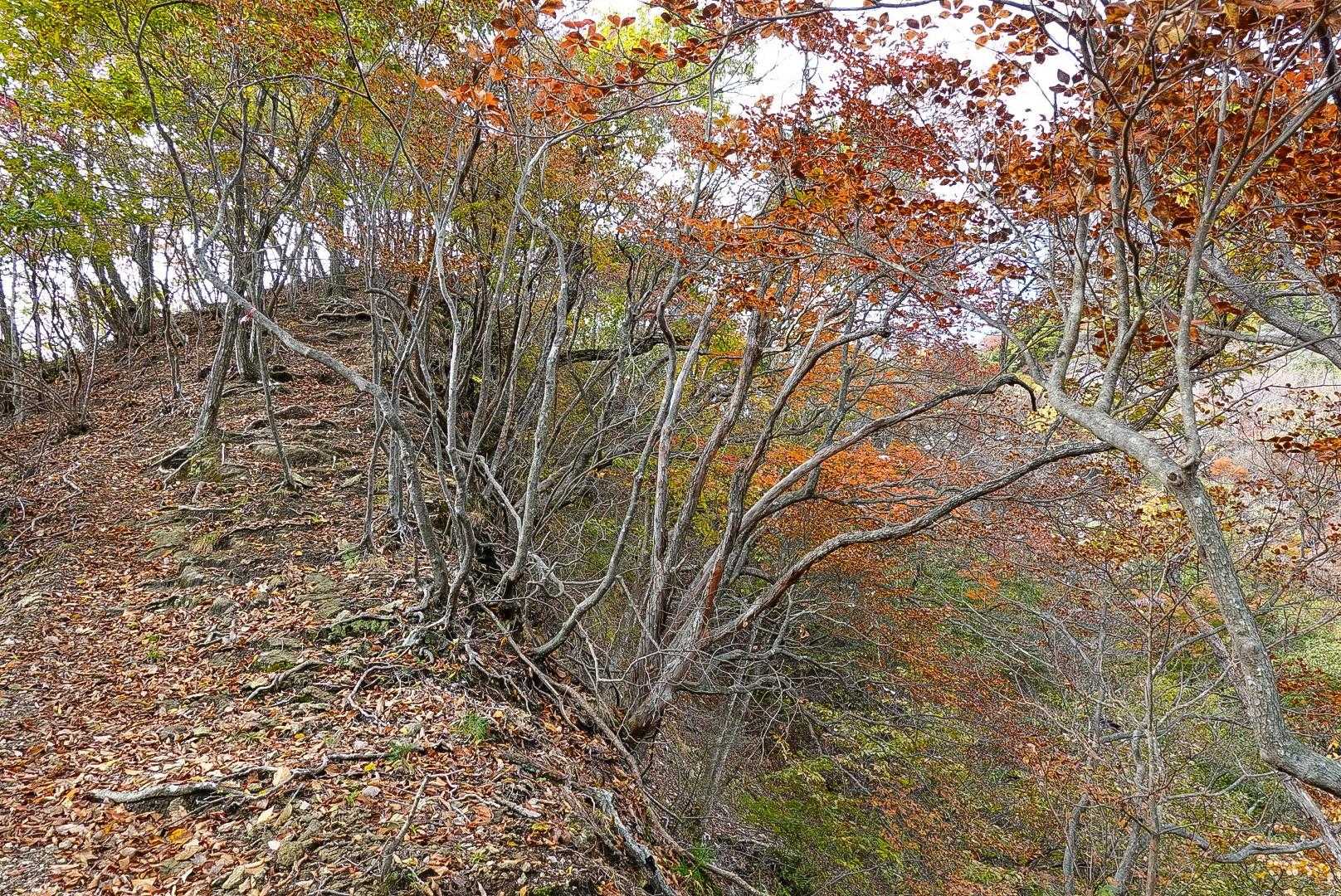 この尾根がイイのよ、と何度言ったことか🥺