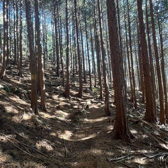 杉の畑。あ、これ巻道か！