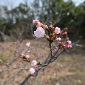 桜が咲いている