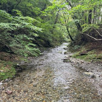 東京の川とは思えない