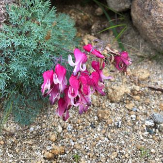 うみぼうず  MIYOKO