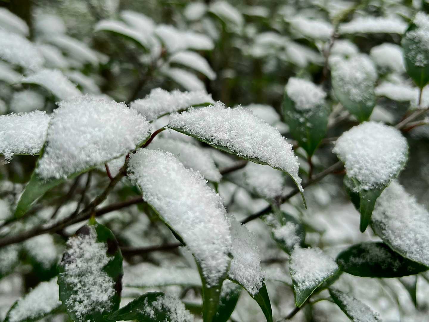 雪が降り続く❄️