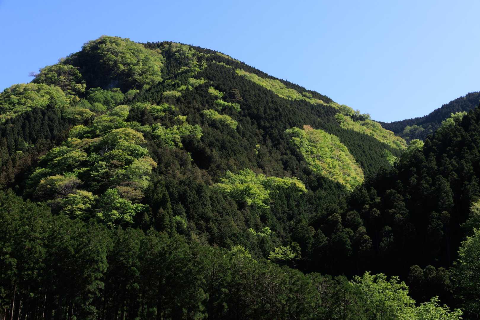 山頂方面ですが、ホントの山頂はもっと奧みたいです。