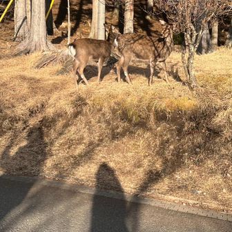 クボタ