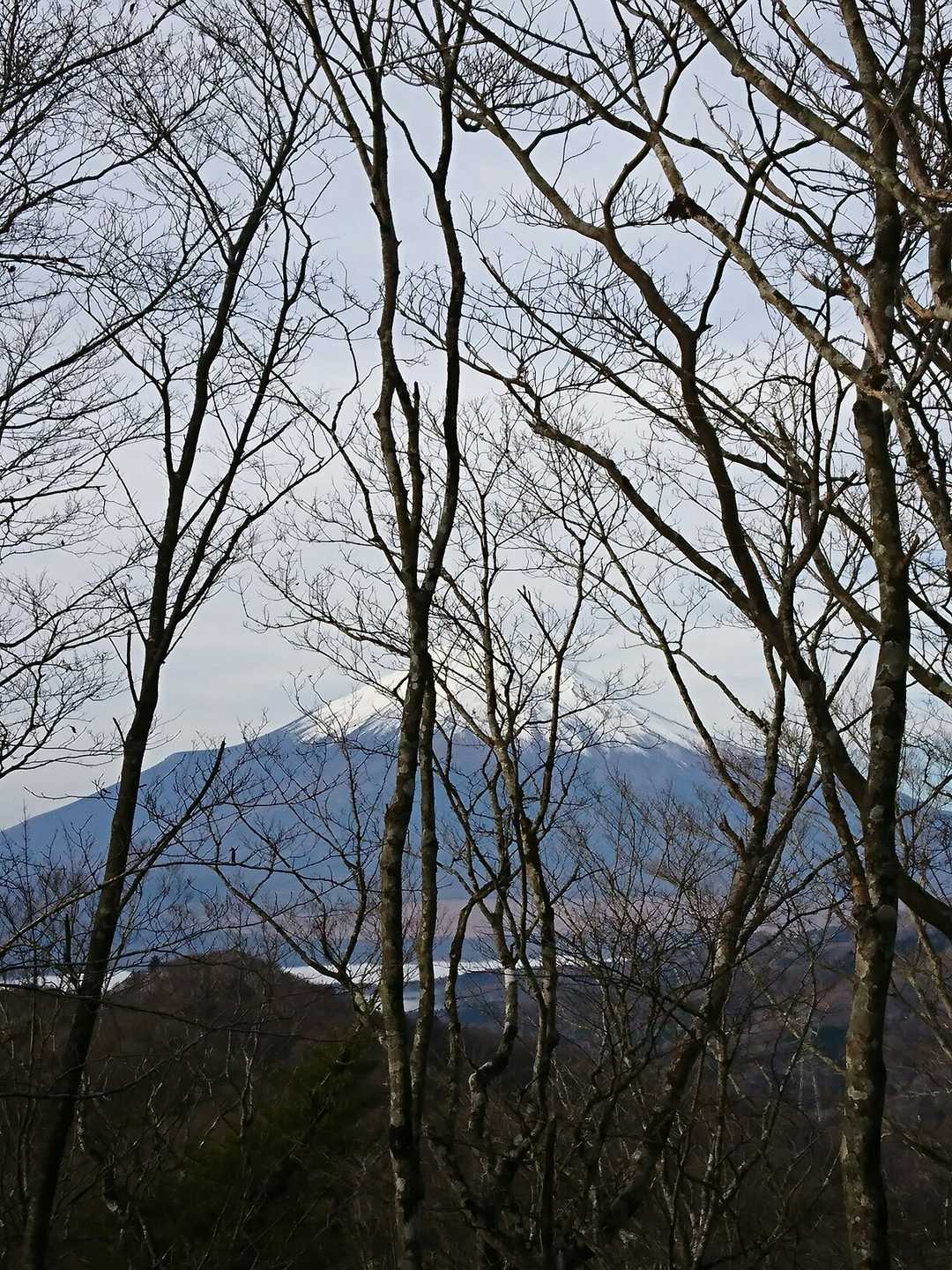 冬限定の冬枯れ木々の間の富士山🗻

冬には冬の良さがありますね👍