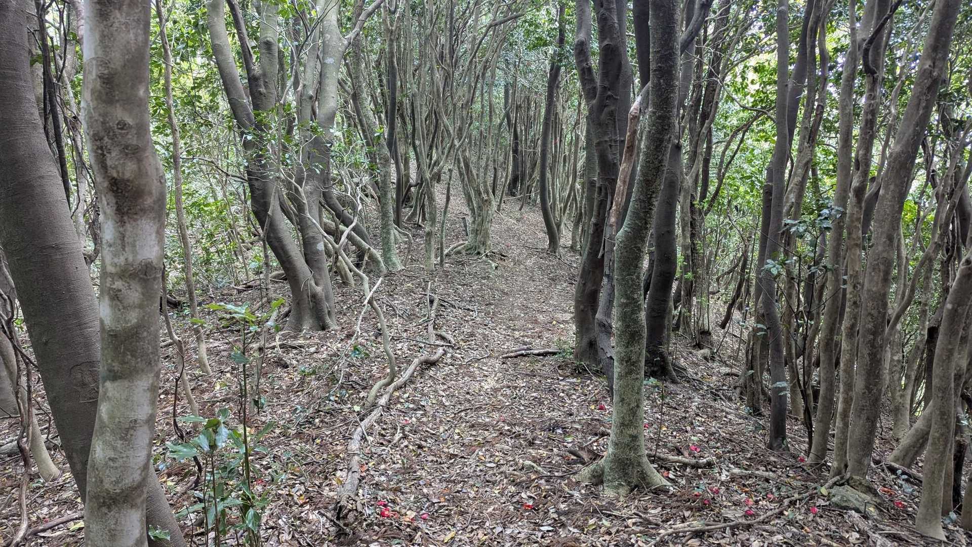 大満寺山 往復コースの写真