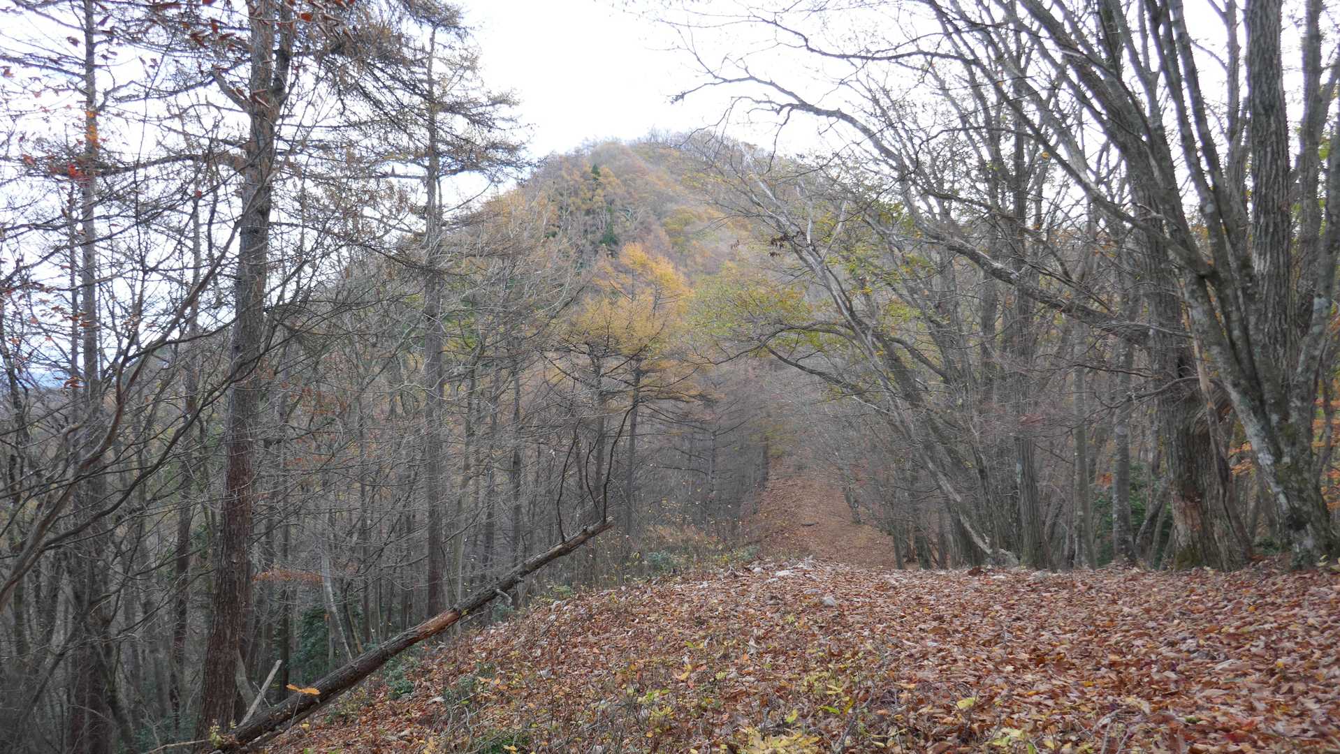 川苔山。普通の山だ。