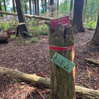 杉平山に到着⛰️
眺望なし