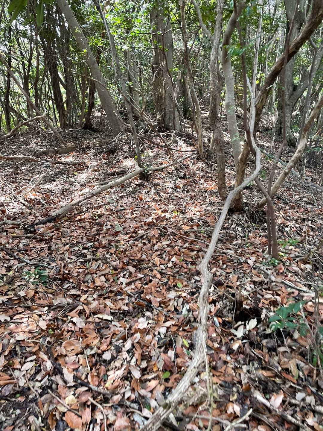 ５座目　三上山⛰
明確な道なし👎
山頂標識なし🥲