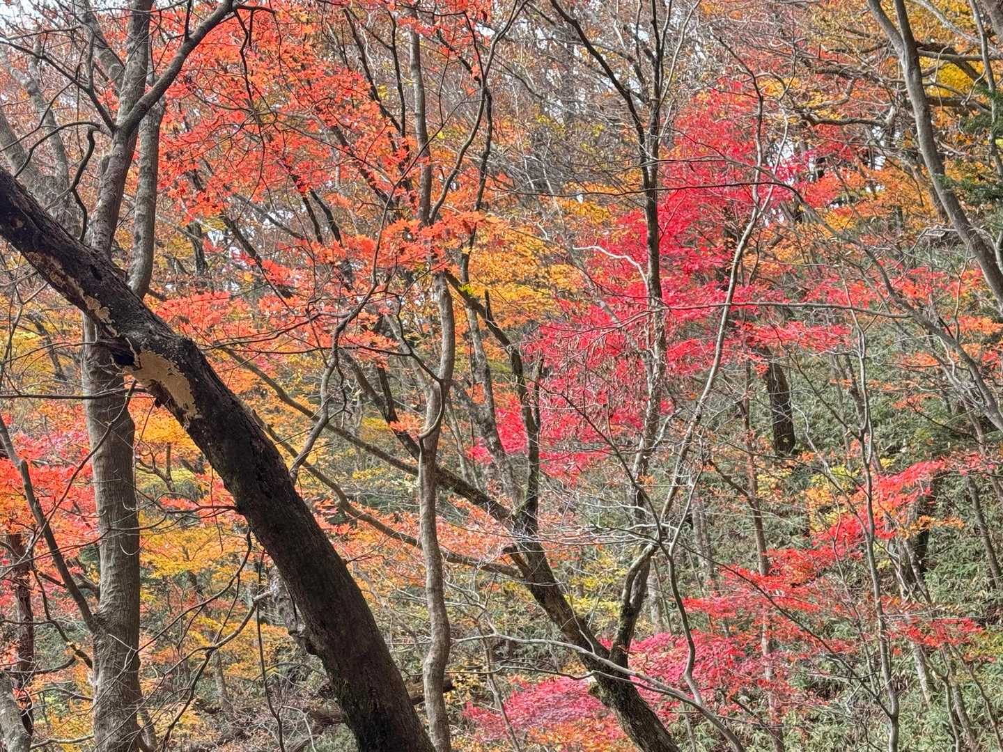 🍁